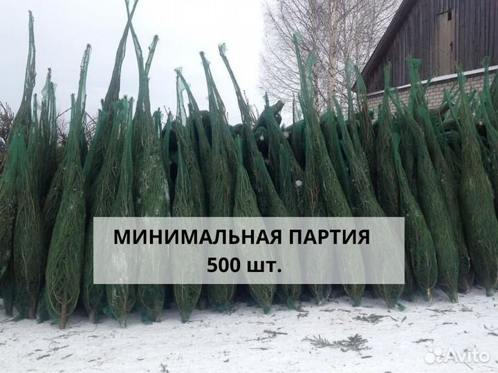 Новогодние сосны оптом