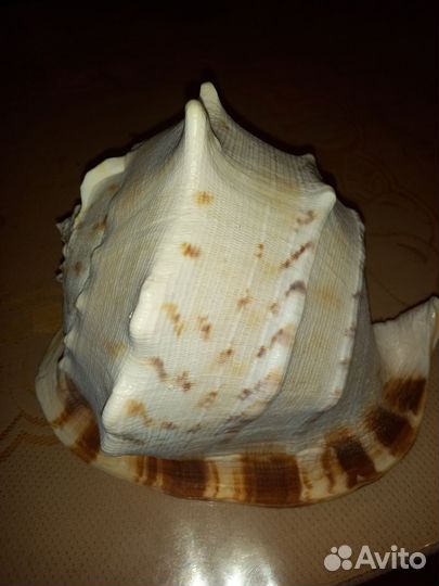 Раковина морская большая