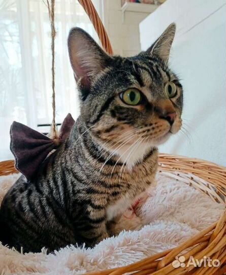 Котик ищет хозяина