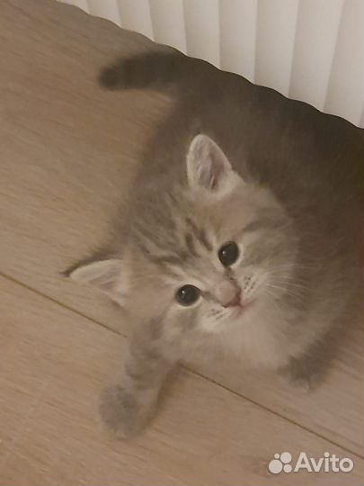 Котята из рекламы