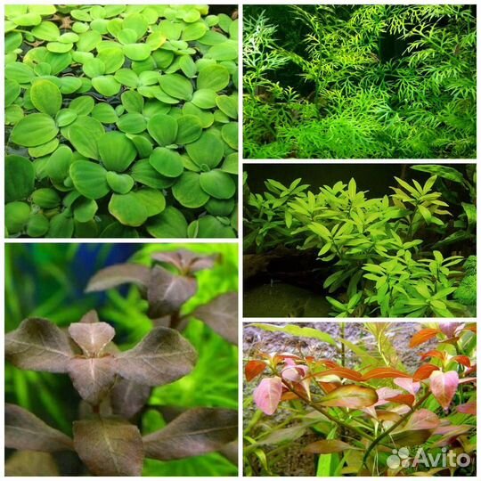 Набор аквариумных растений