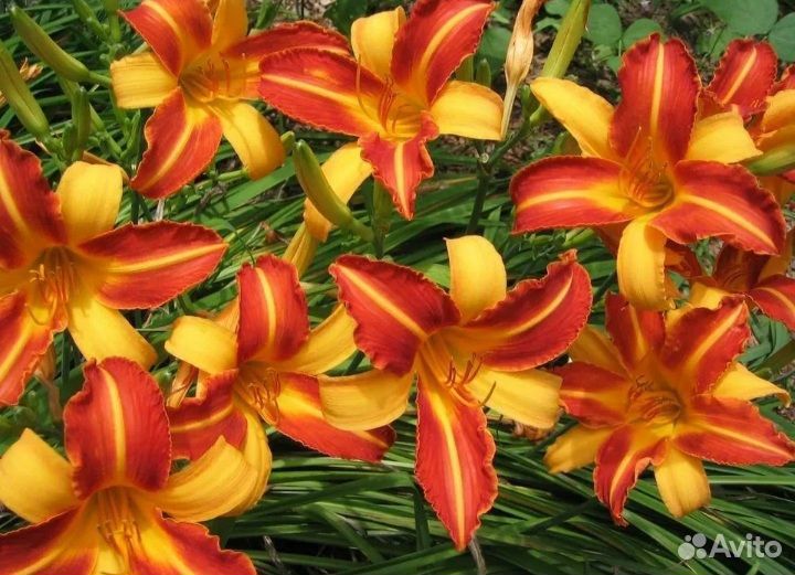 Лилейники Рокет Сити и Франс Халс. Деленки большие