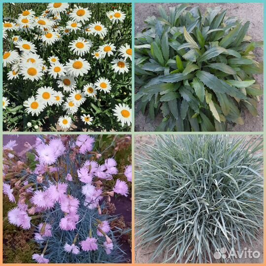 Цветы на обмен