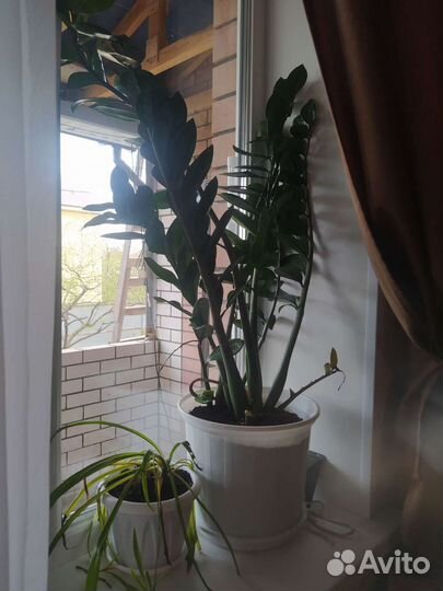 Замиокулькас