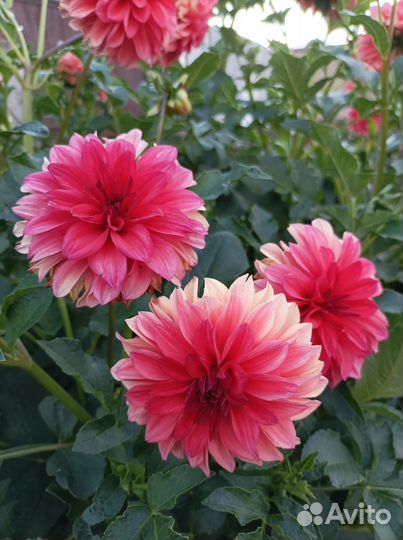 Георгины клубни