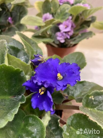 Фиалка, кактус, алоэ вера, ладья Моисея, молочай