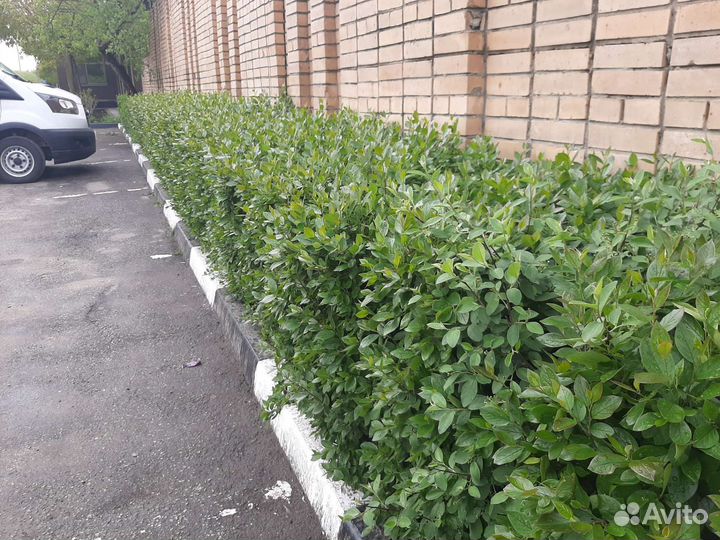 Кизильник блестящий