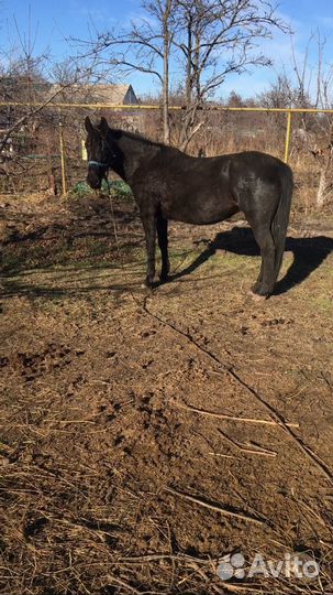 Кобыла с жеребенком