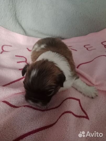 Щенки Пекинеса