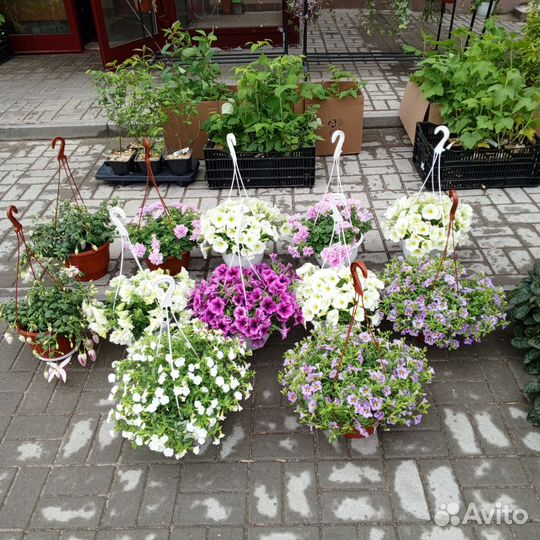 Комнатные цветы, рассада, кашпо, петунья, бархатцы