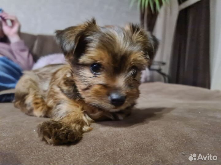 Щенки йорка