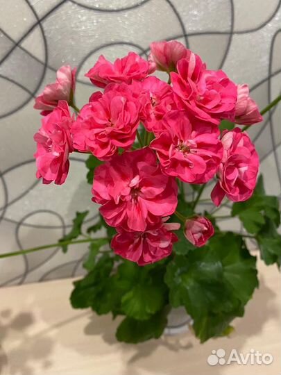 Пеларгонии