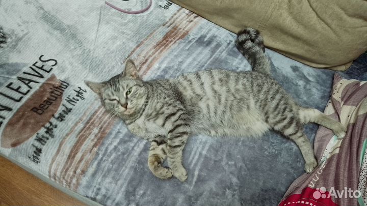 Кошки бесплатно