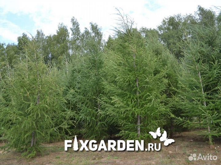 Лиственница европейская Высота от 300см