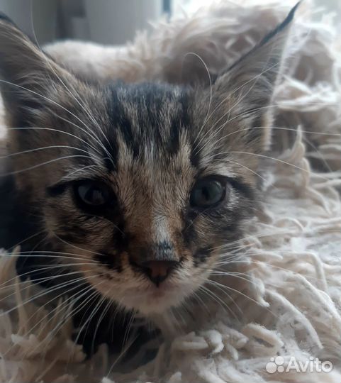 Отдам котенка в добрые руки