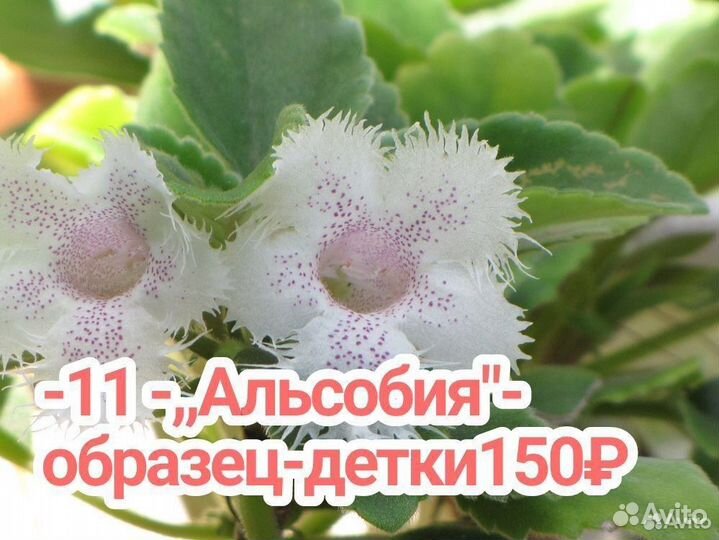 Эписции акварельные