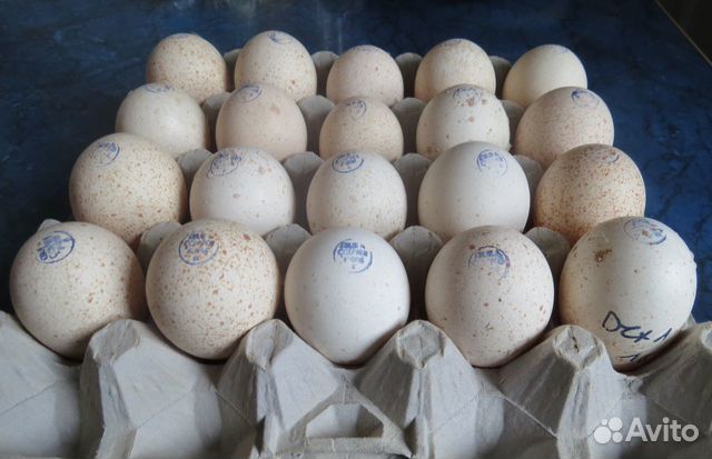 Инкубационное яйцо, доставка инкубационного яйца объявление продам