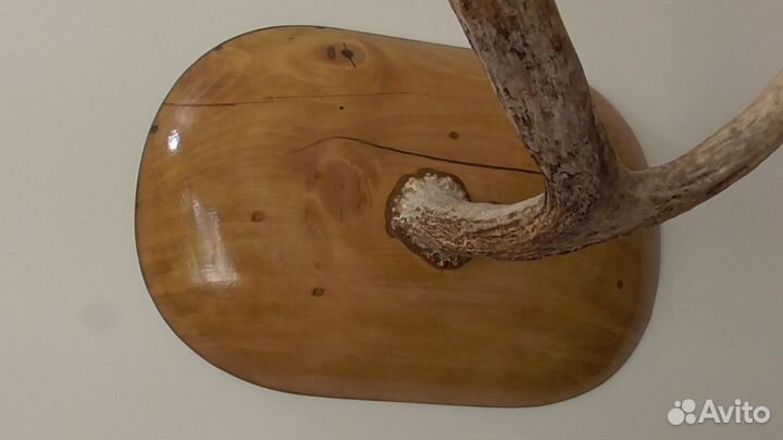 Рога лося на стену