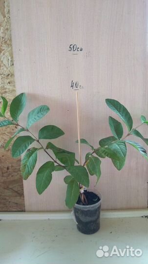 Псидиум гуайява