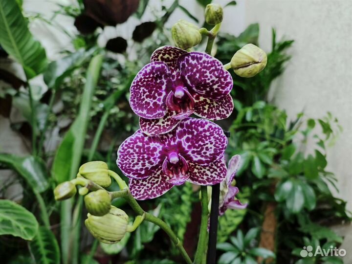 Орхидея фаленопсис Wild Cat