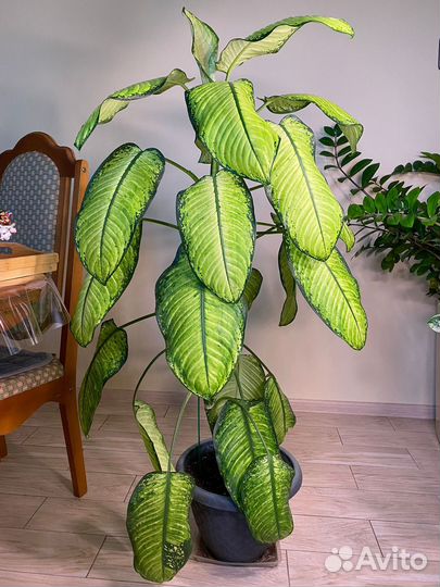 Диффенбахия