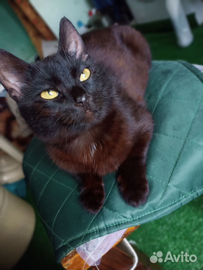 Котик бесплатно в добрые руки