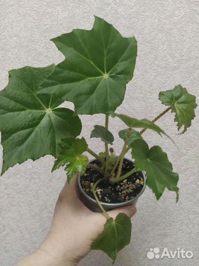 Растения комнатные