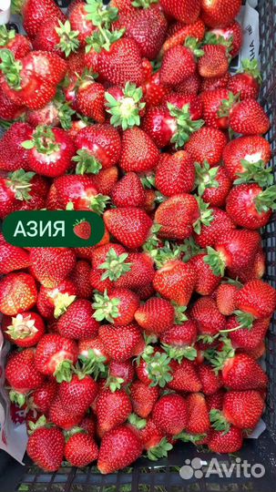 Клубника Байкальская