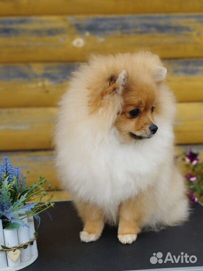 Померанский шпиц мини щенок