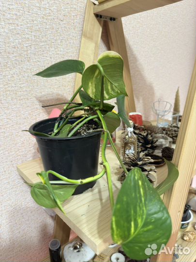 Сциндапсус