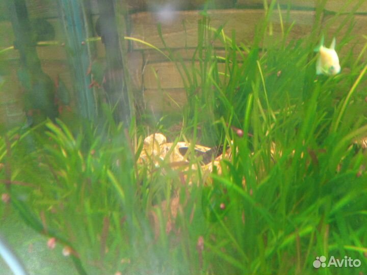 Аквариум 120 литров