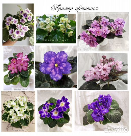 Листики фиалок