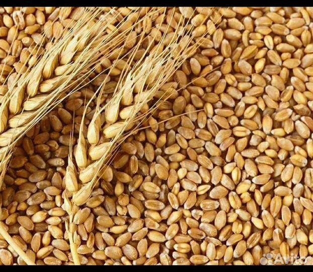 Ячмень, пшеница