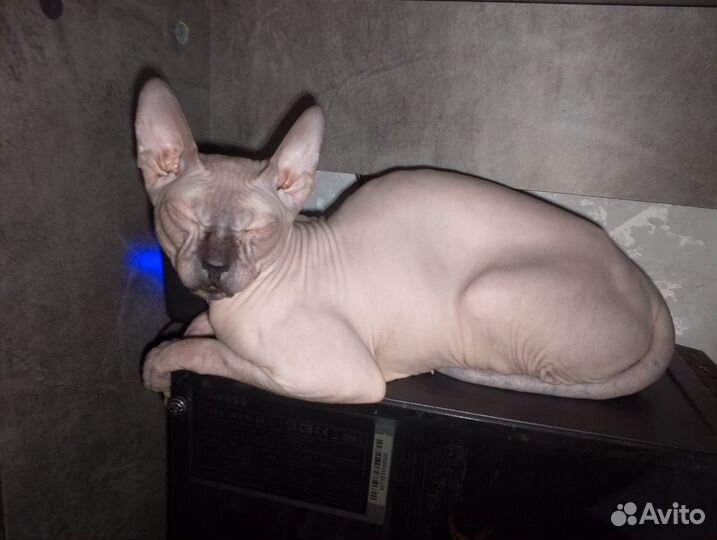 Кот донской сфинкс вязка