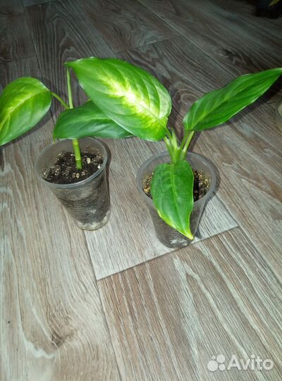 Диффенбахия, Филодендрон,Пеперомии, Кротон