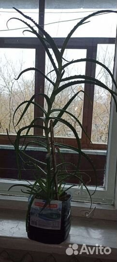 Алоэ лечебный