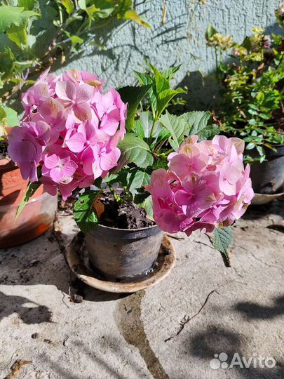 Гортензия крупнолистная саженцы