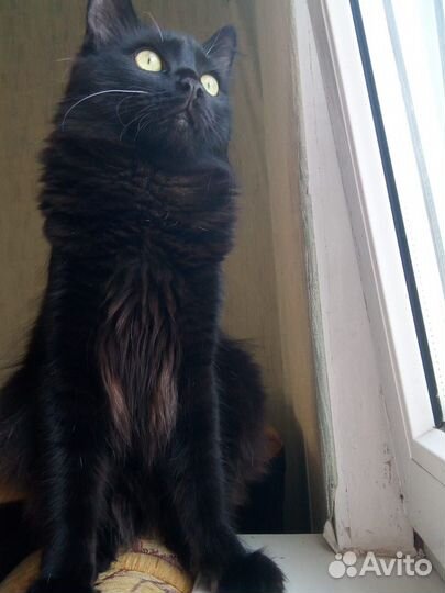 Черные котята девочки будущие черные кошки