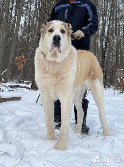 Вязка собак