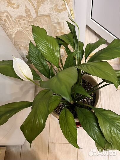 Комнатные домашние растения