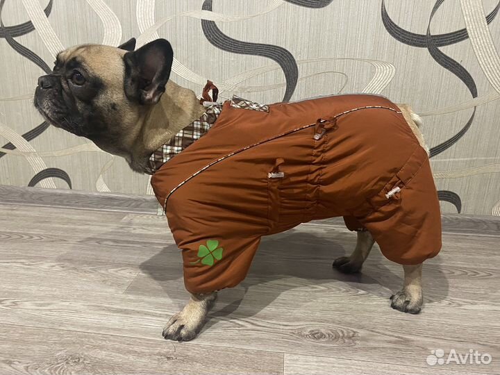 Одежда для средних собак