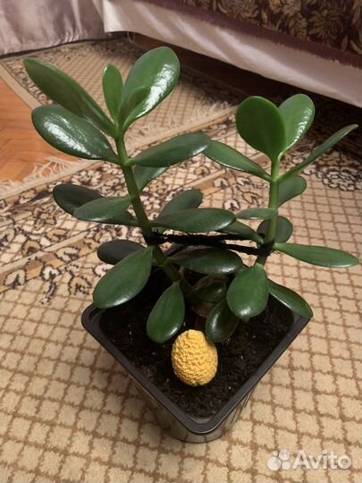 Крассула, толстянка, денежное дерево
