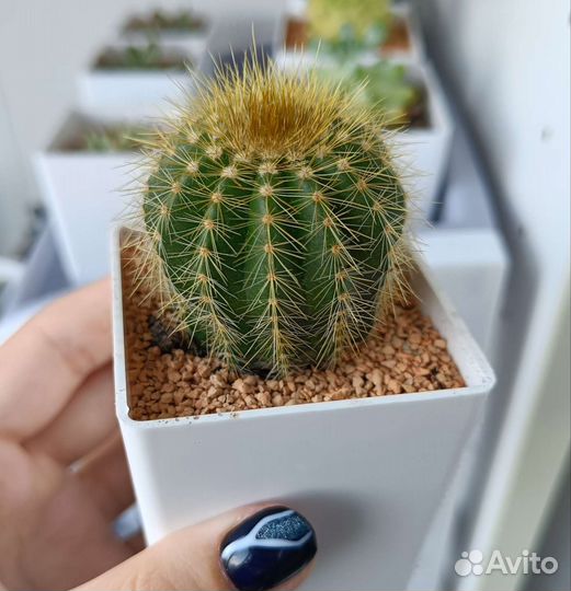 Суккуленты коллекционные