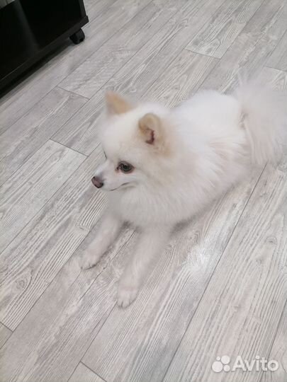 Малый немецкий шпиц