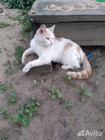Кошечка в добрые руки