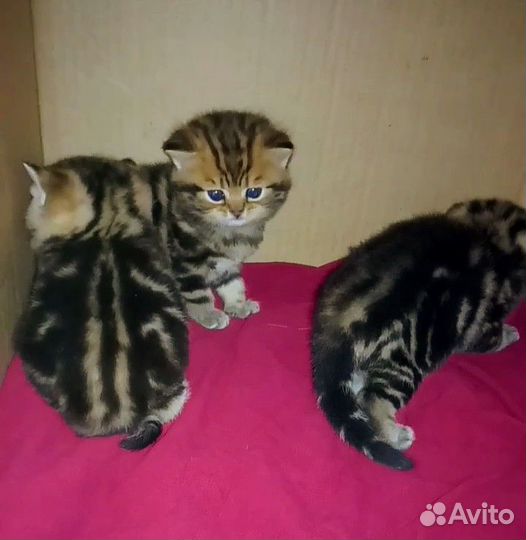 Вязка с котом скотиш страйт