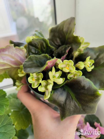 Фиалки сенполии