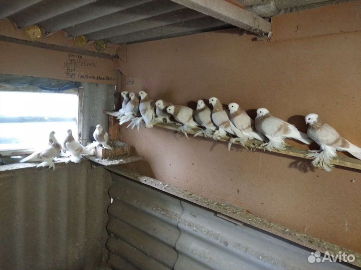 Продам голубей