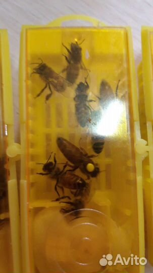 Пчело матки