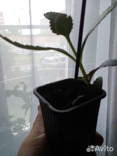 Каланхоэ дегремона